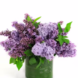 Flower7